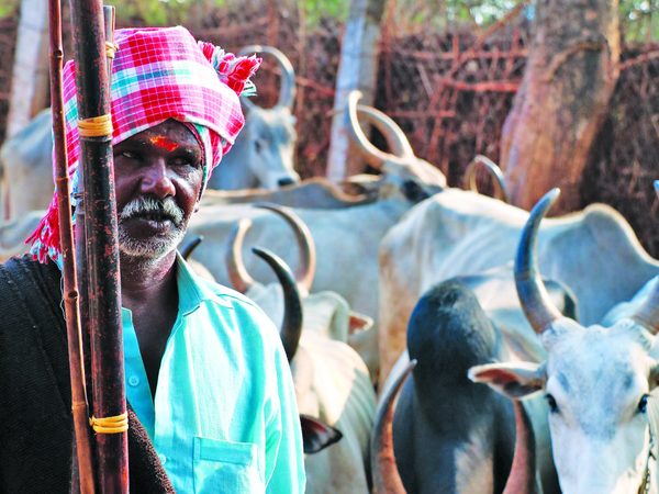 Kidaipongal Festival
