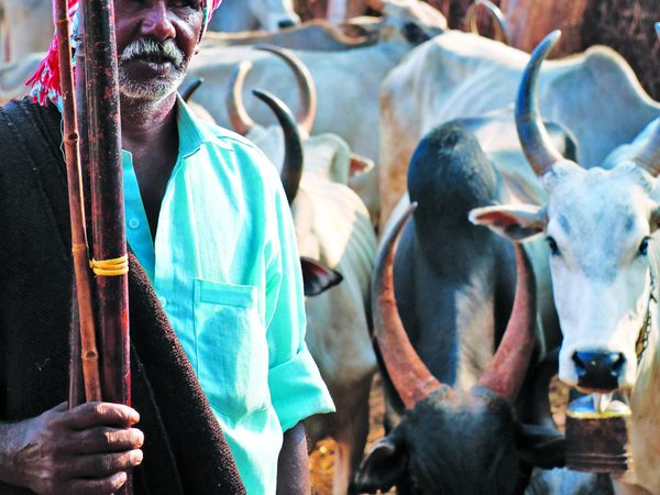 Pulikulam cattle