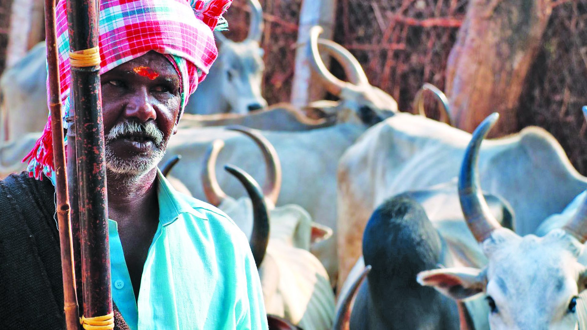 Indigenous cattle herders