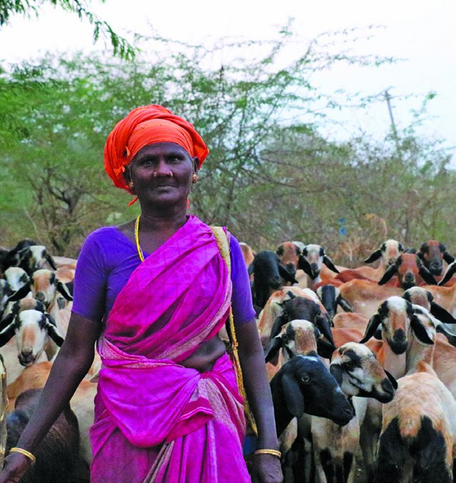 Konar shepherds